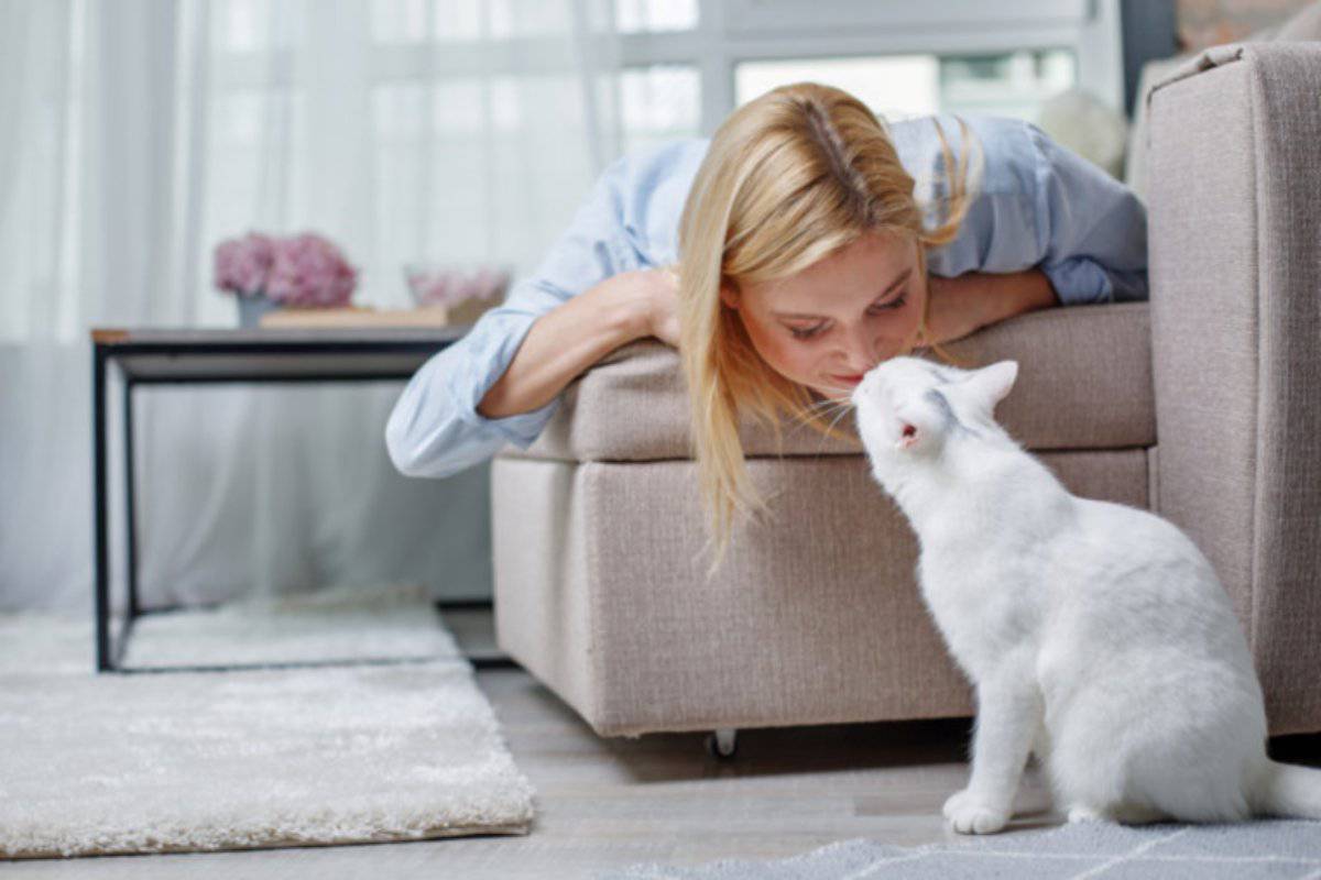 Gatti: ecco perchè bisognerebbe averlo in casa