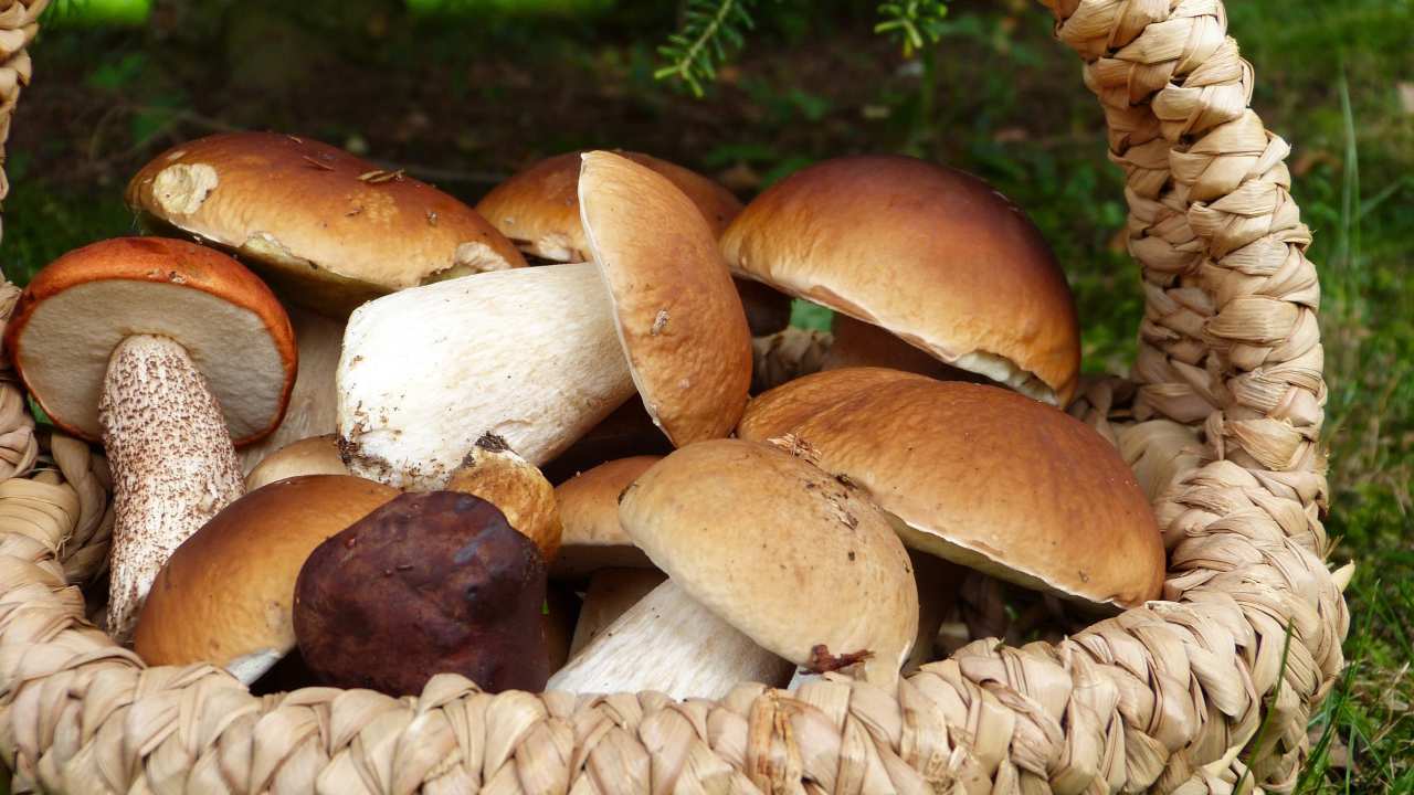 Funghi: le proprietà che non ti immagini (Pixabay)