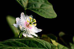 passiflora