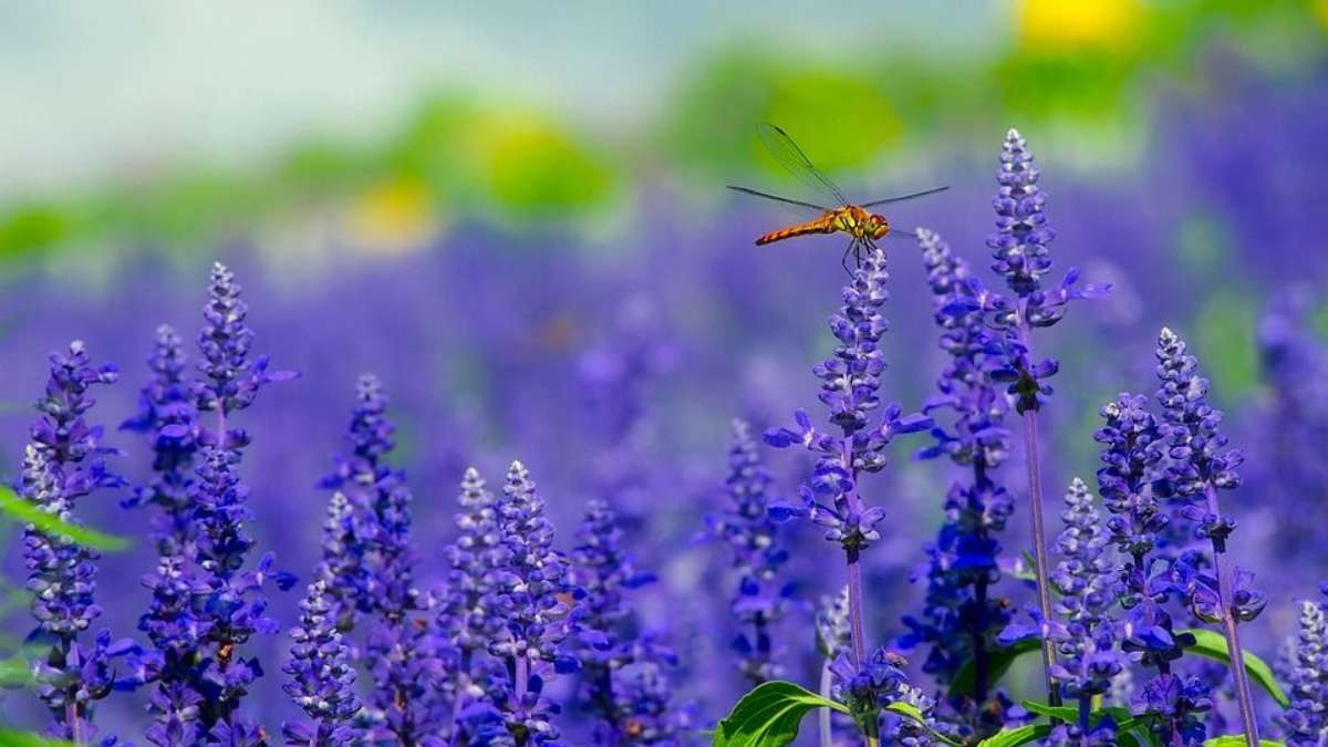 Zanzare e moscerini? Allontanale finalmente così in modo naturale