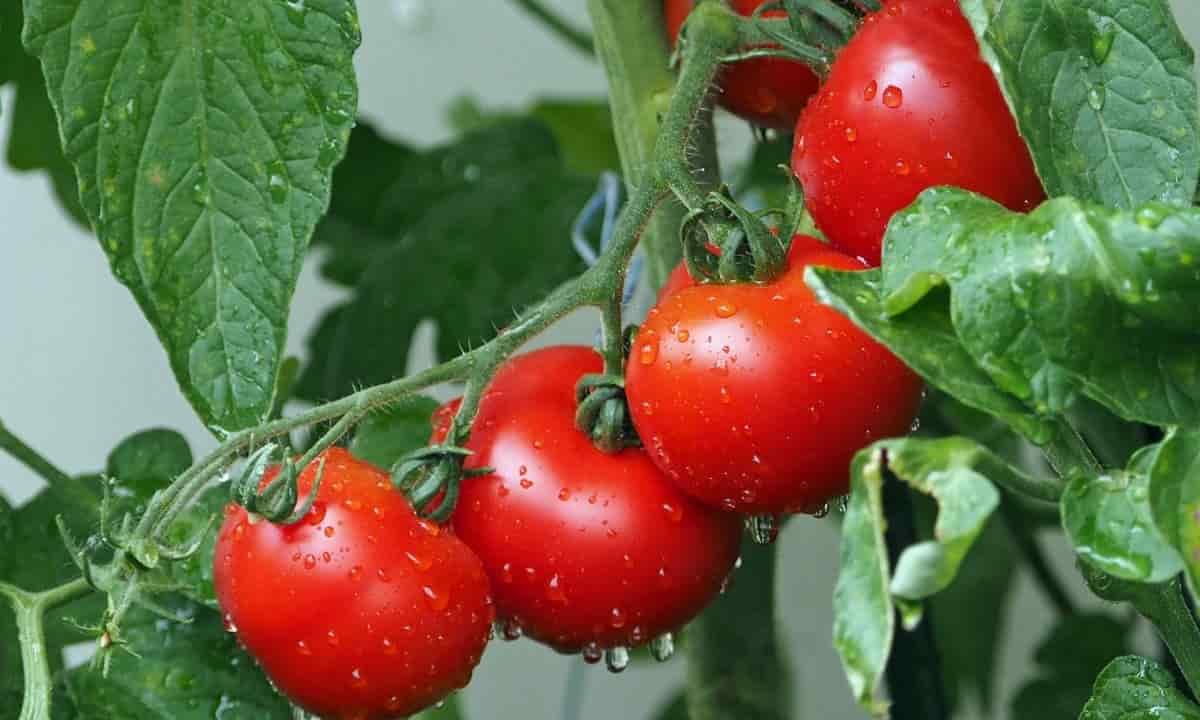 passata pomodoro migliore