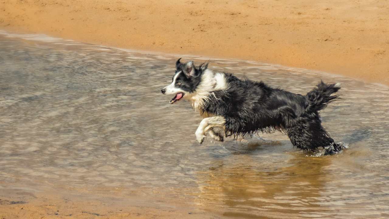 Porta i cani in spiaggia - Fai attenzione (Pexels)