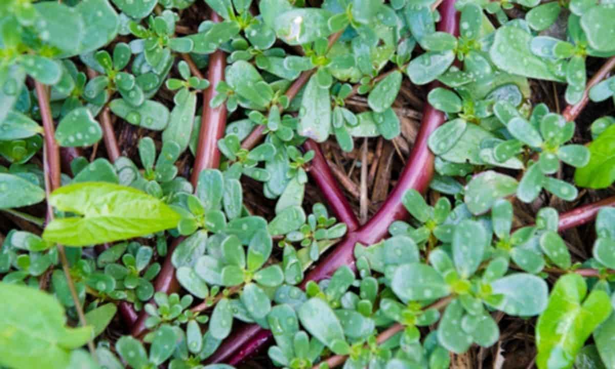 Insalata portulaca