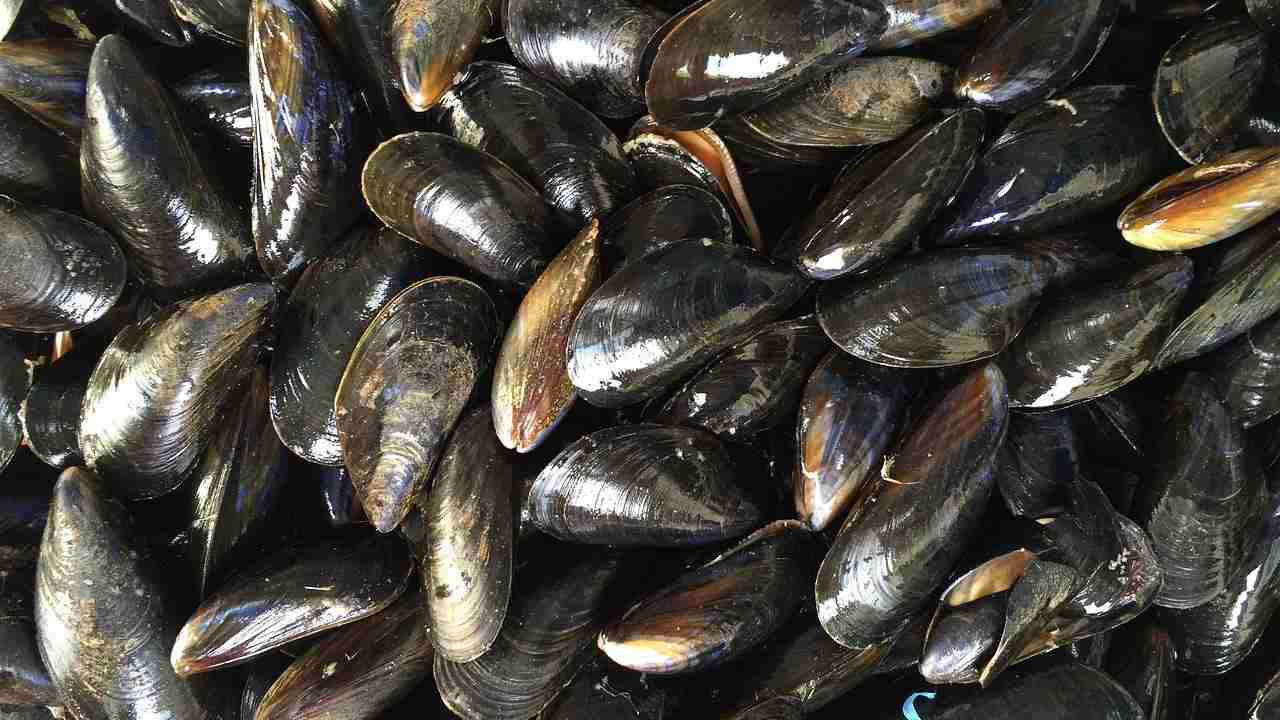 cozze massima attenzione