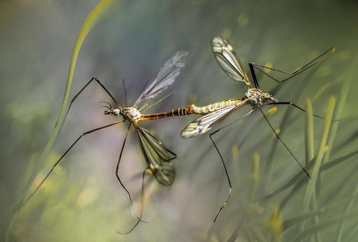 Repellenti per le zanzare: ecco cosa si potrebbe utilizzare