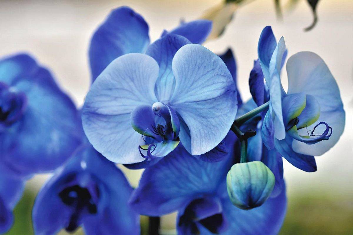 Orchidee: come prenderci cura di queste splendide piante