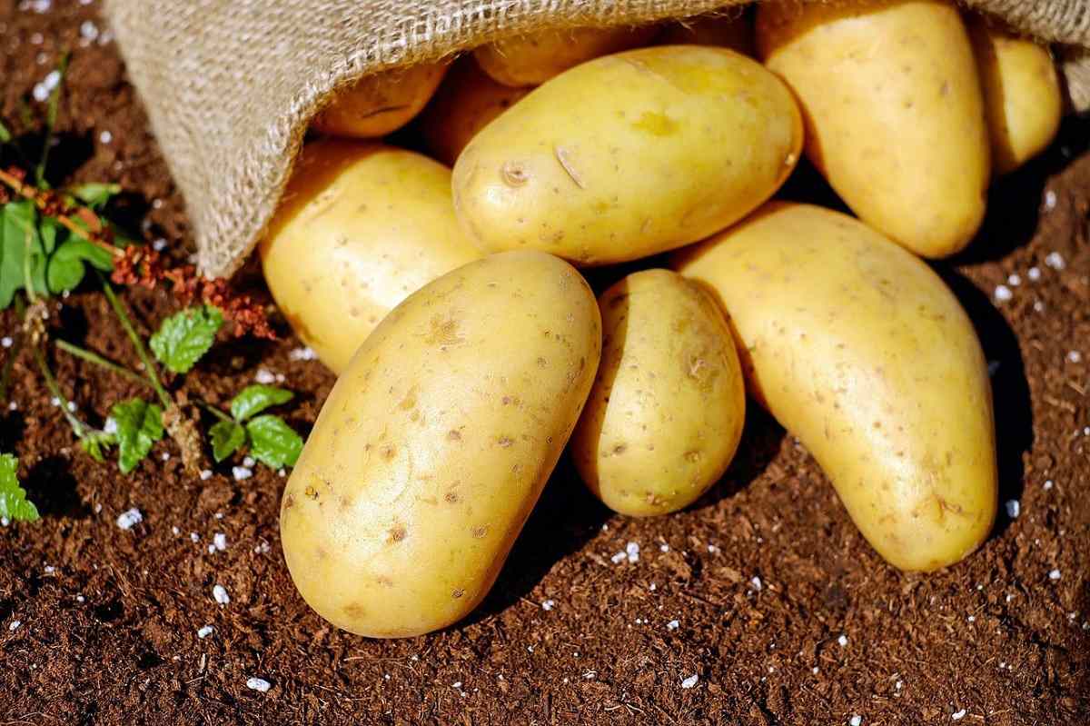 Patate: ecco il modo giusto di conservarle