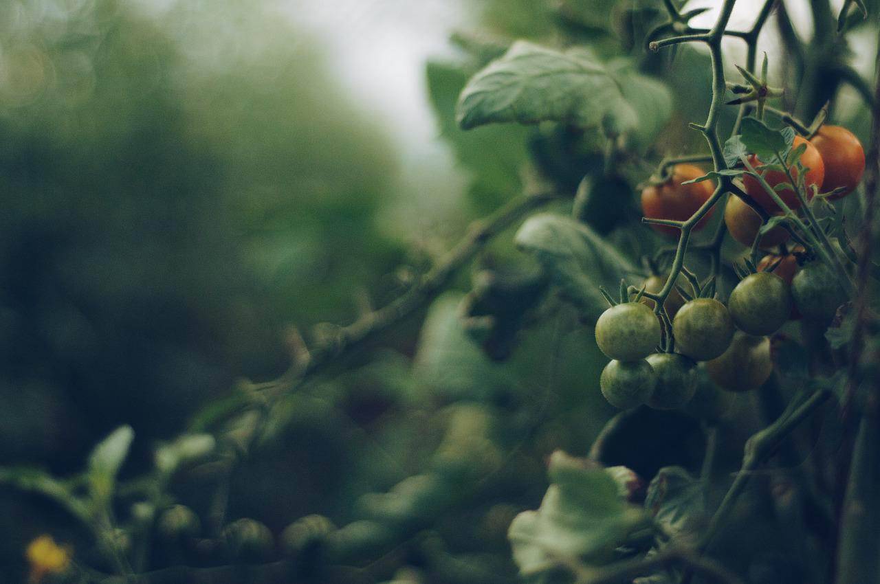 Pomodori: se li annaffi così muoio, fai attenzione