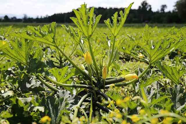 Schiacciate di zucchine senza farina, una bontà incredibile