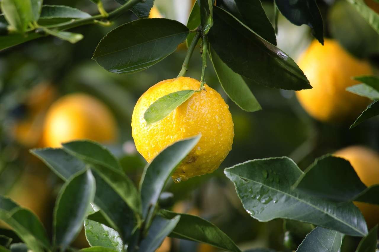 Limone: come avere una pianta perfetta in casa