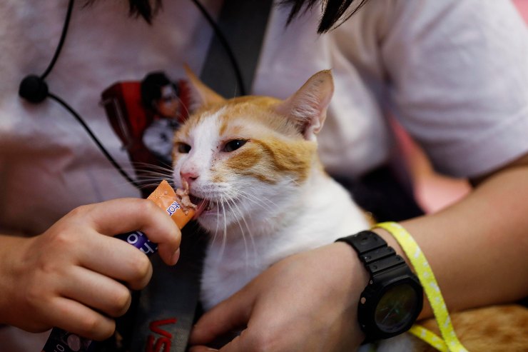 cibo gatto per allungargli la vita