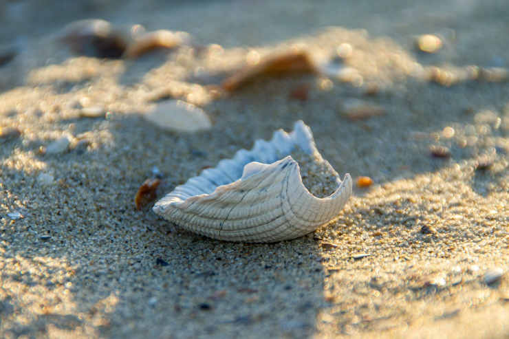 Conchiglia in spiaggia