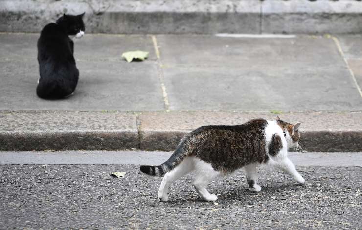 gatti strada buona o cattiva idea