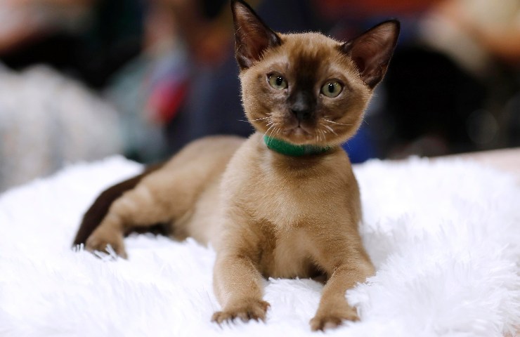 gatto ama comodità e dorme con padroni