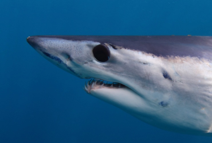 Squalo mako a Genova, bisogna preoccuparsi?