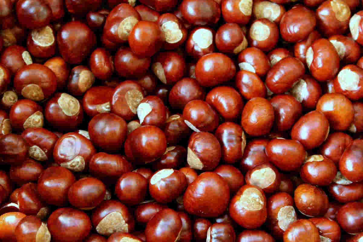 Castagne salutari