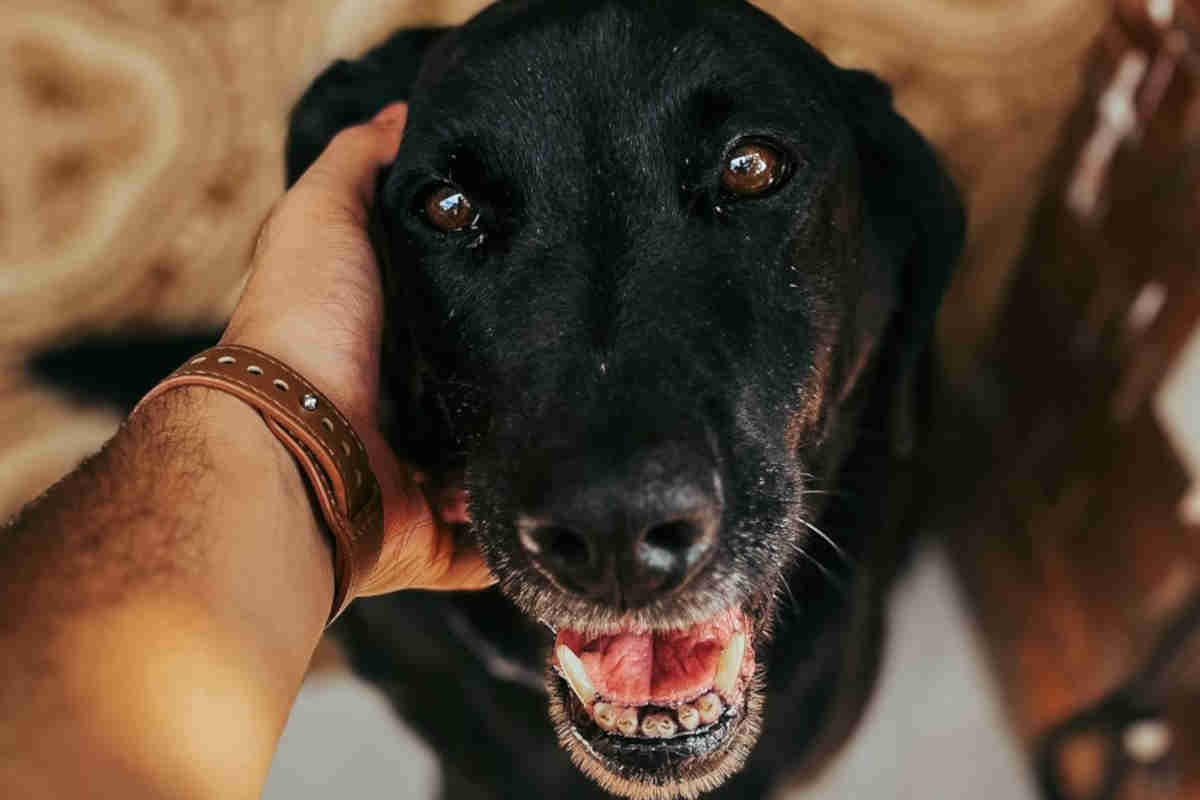 Sterilizzazione cane