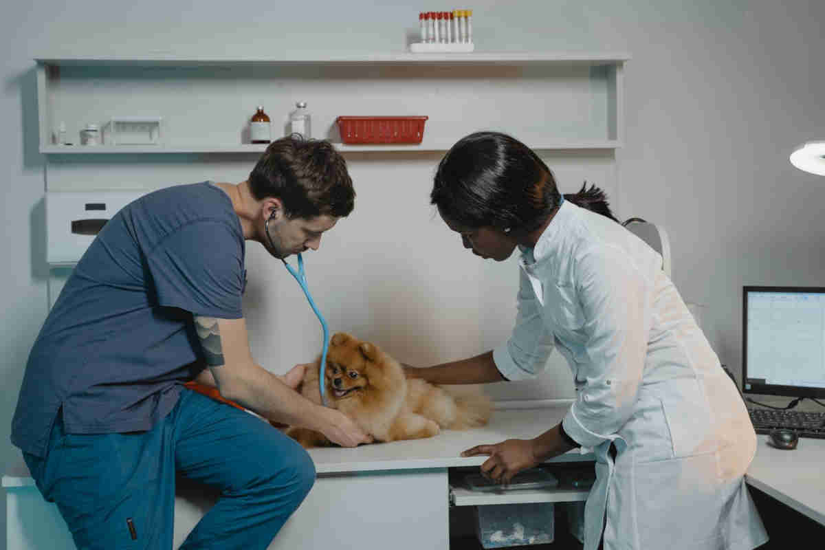 Veterinari e sterilizzazione