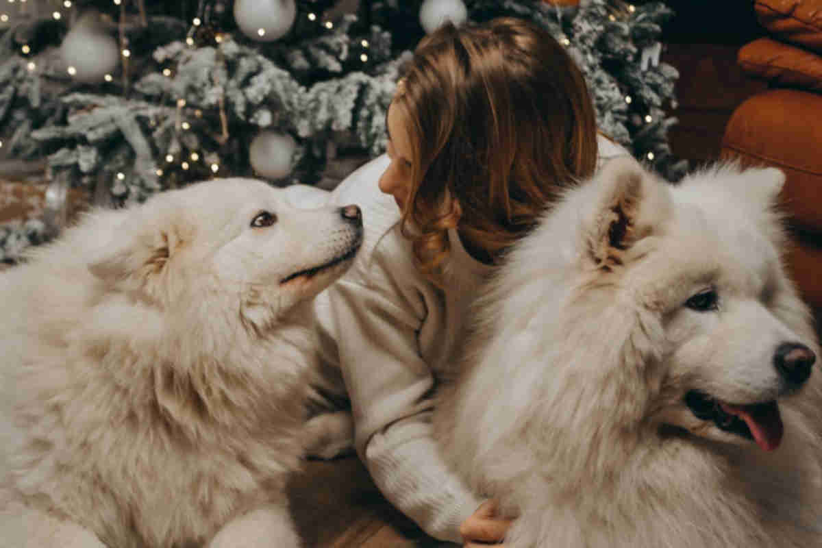 Cagnolini a Capodanno